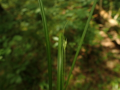 Carex willdenowii