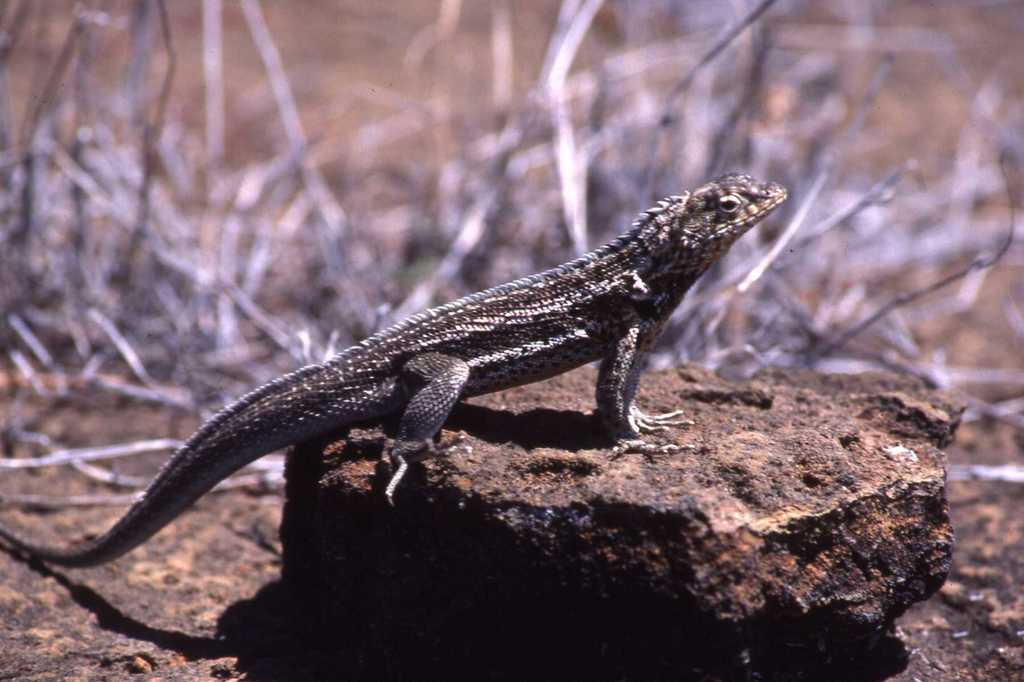 Santiago Lava Lizard