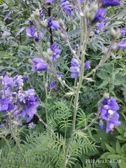 Polemonium caeruleum