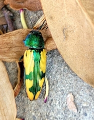 Buprestis viridisuturalis