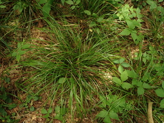 Carex willdenowii