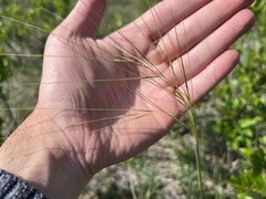 Hesperostipa curtiseta