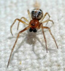 Theridion michelbacheri