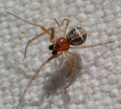 Theridion michelbacheri