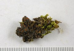 Fuscopannaria pacifica