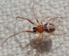 Theridion michelbacheri