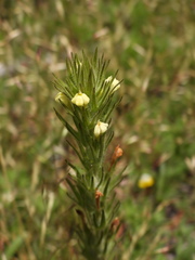 Castilleja tenuis