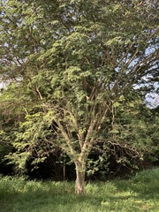 Libidibia ferrea leiostachya