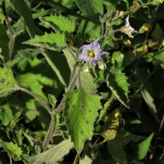 Solanum tweedianum