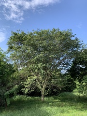 Libidibia ferrea leiostachya