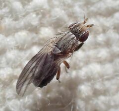 Trixoscelis fumipennis