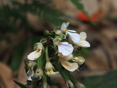 Calanthe alismifolia