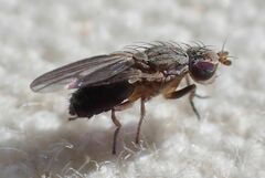 Trixoscelis fumipennis