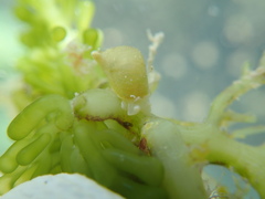 Volvatella bermudae