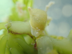 Volvatella bermudae