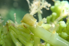 Volvatella bermudae