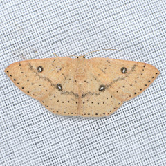 Cyclophora dataria