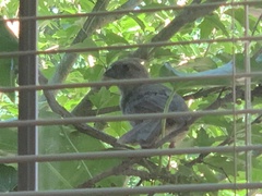 Cardinalis cardinalis