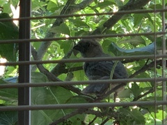 Cardinalis cardinalis