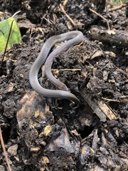 Atractus dunni