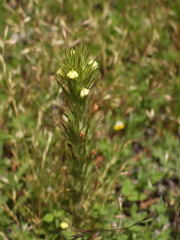 Castilleja tenuis