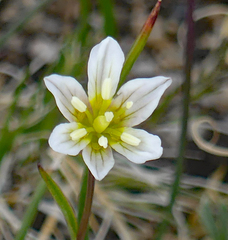 Gagea serotina