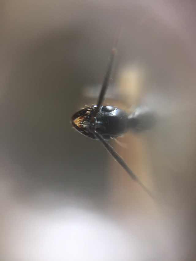Leptogenys peuqueti
