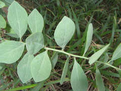 Gymnosporia glaucophylla