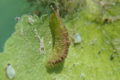 Elysia subornata