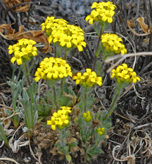 Draba streptocarpa