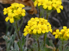 Draba streptocarpa
