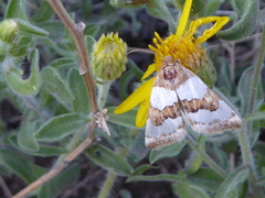 Schinia chryselloides