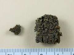 Fuscopannaria thiersii