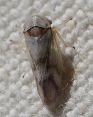 Macropsis bifasciata