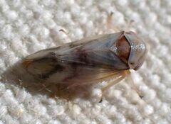 Macropsis bifasciata