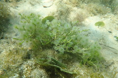 Cymopolia barbata