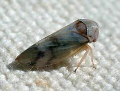 Macropsis bifasciata