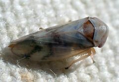 Macropsis bifasciata