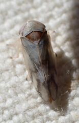 Macropsis bifasciata