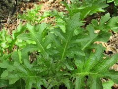 Roldana heracleifolia