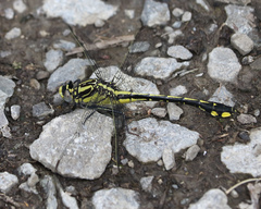 Gomphurus fraternus