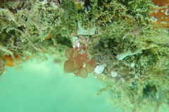 Botryocladia