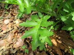 Roldana heracleifolia