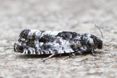 Gypsonoma adjuncta