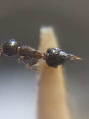 Crematogaster rothneyi