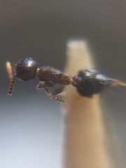 Crematogaster rothneyi