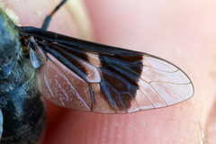 Chrysops carbonarius