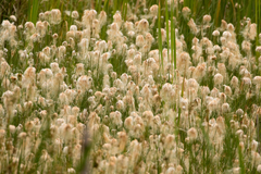Eriophorum chamissonis
