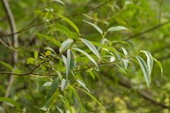 Salix × sepulcralis