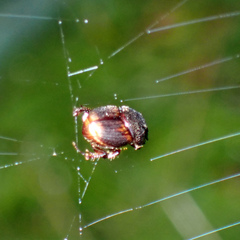 Stelidota geminata